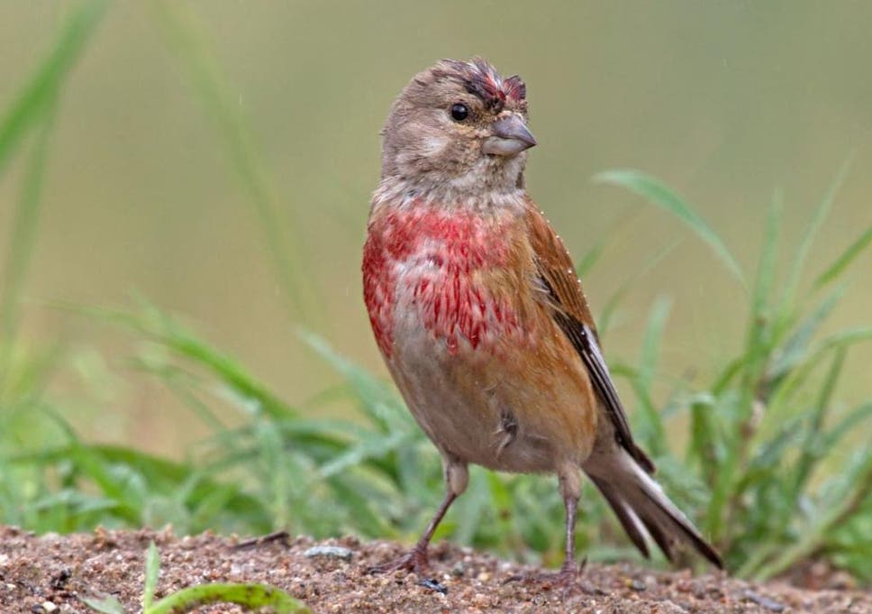 The Linnets Song